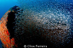 Underwater spectacle by Clive Ferreira 